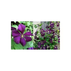 Mėlynžiedė raganė - Clematis ETOILE VIOLETTE