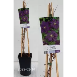 Mėlynžiedė raganė - Clematis ETOILE VIOLETTE