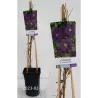 Mėlynžiedė raganė - Clematis ETOILE VIOLETTE
