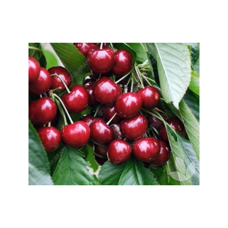 Sweet cherry - Prunus avium SUNBURST