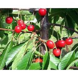 Sweet cherry - Prunus avium MADISSONS PINK