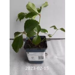 Čėras-Helleborus argutifolius