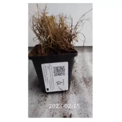 Grakštusis striepsnenis - Bouteloua gracilis