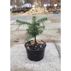 Abies nordmanniana HkG GUS Ambrolauri 4 YEARS C1.5
