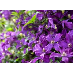 Mėlynžiedė raganė - Clematis viticella POLISH SPIRIT