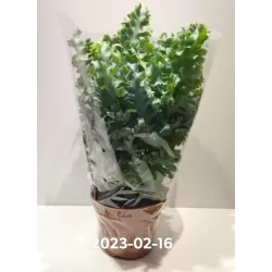 Geltonasis kiškiapapartis - Phlebodium aureum DAVANA