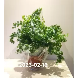 Geltonasis kiškiapapartis - Phlebodium aureum DAVANA