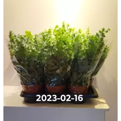 Geltonasis kiškiapapartis - Phlebodium aureum DAVANA