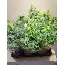 Geltonasis kiškiapapartis - Phlebodium aureum DAVANA