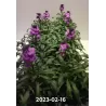 copy of Tvertikas - Erysimum Bowles's Mauve 12Ø gyva foto 2022-04-12