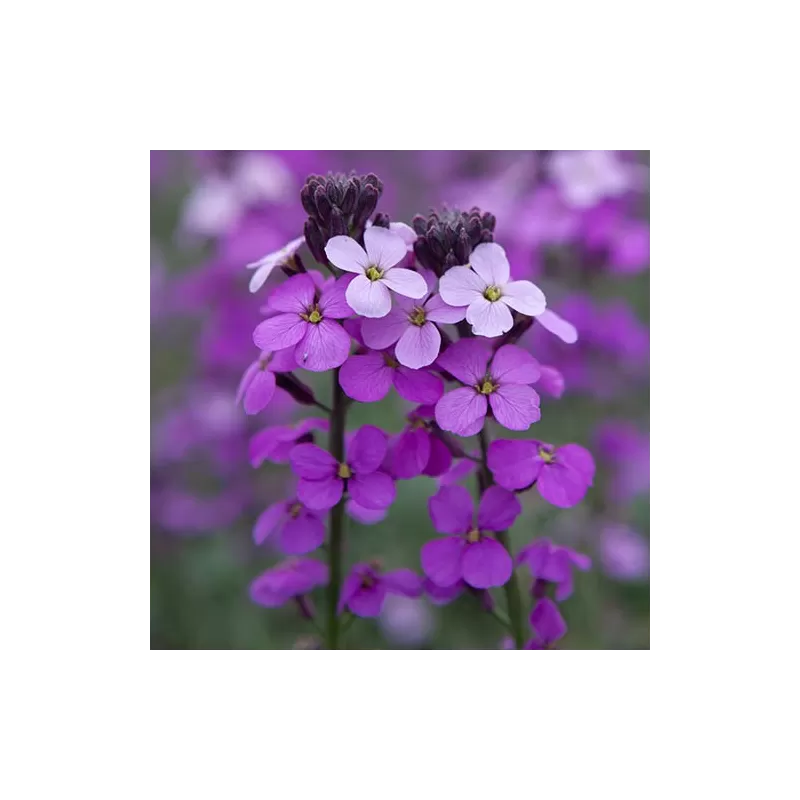 copy of Tvertikas - Erysimum Bowles's Mauve 12Ø gyva foto 2022-04-12