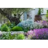 copy of Tvertikas - Erysimum Bowles's Mauve 12Ø gyva foto 2022-04-12