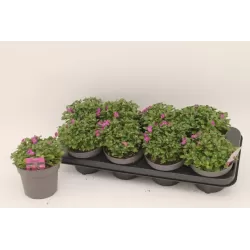 Daugiametės gėlės internetu su pristatymu į namus