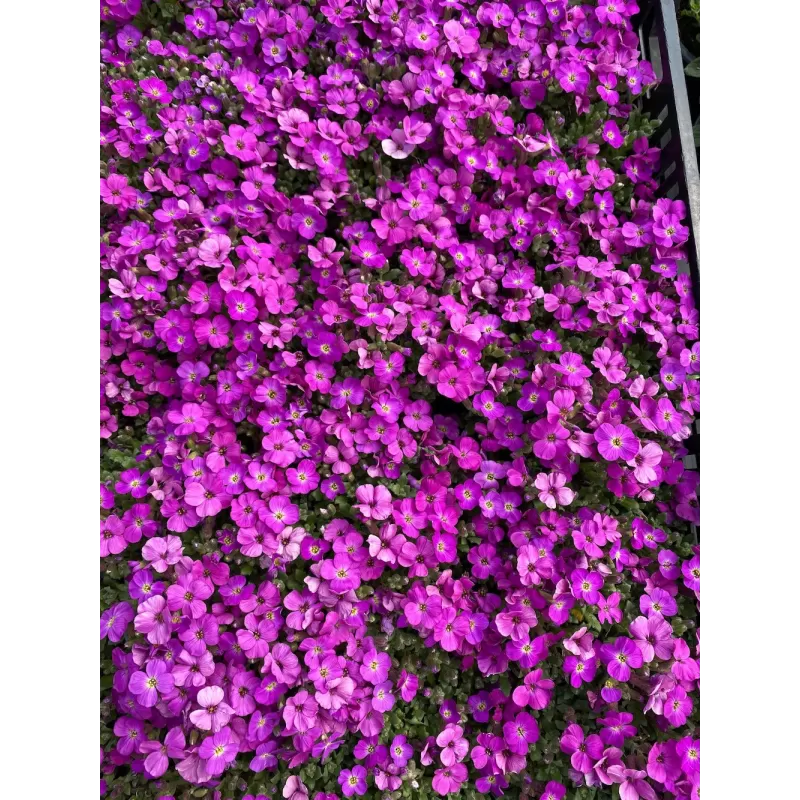 Daugiametės gėlės internetu su pristatymu į namus