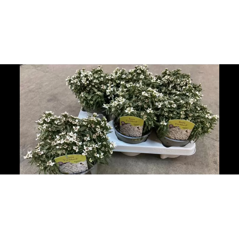 Visžalė rūdgrūdėlė - Iberis sempervirens FISCHBECK