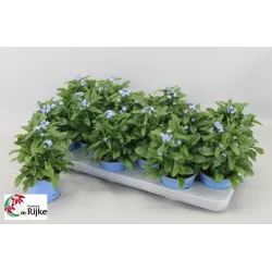 copy of Miškinė neužmirštuolė - Myosotis sylvatica Mon Amie 13Ø gyva foto 2022-02-22