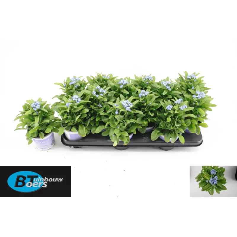 Miškinė neužmirštuolė - Myosotis sylvatica Mon Amie