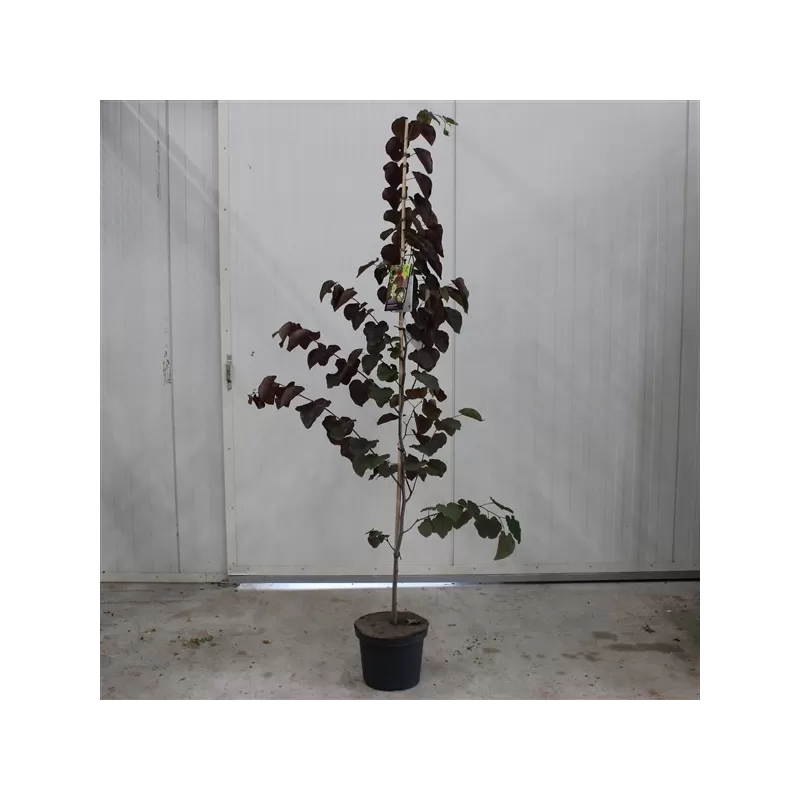 Kanadinis cercis - Cercis canadensis MERLOT