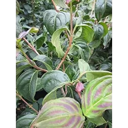 Japoninė sedula - Cornus kousa PEVE SATOMI COMPACT