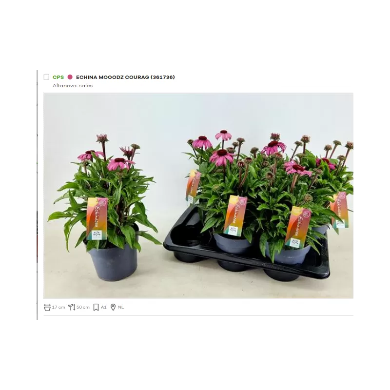 Užsisakyk augalus pavasariui jau dabar