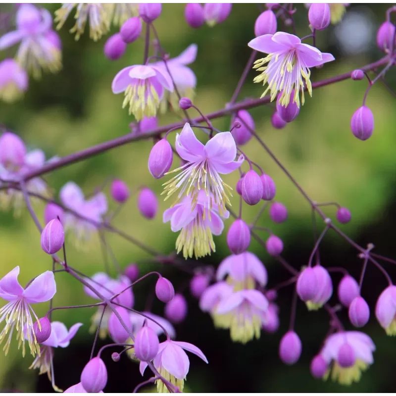 Sparnuotasis vingiris - Thalictrum delavayi