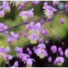 Sparnuotasis vingiris - Thalictrum delavayi