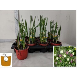 Margutė - Fritillaria meleagris