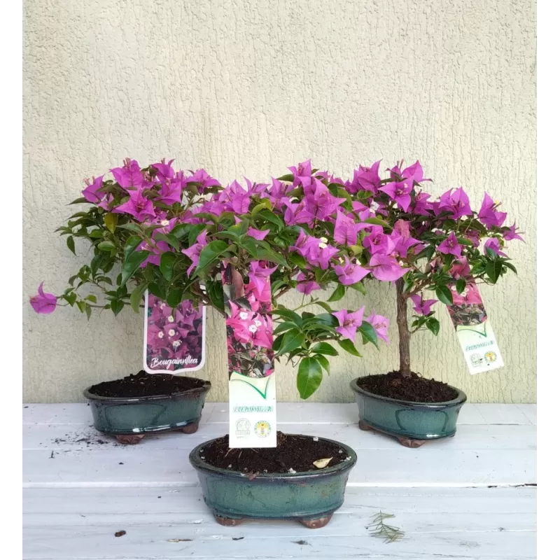 Egzotiniai augalai internetu