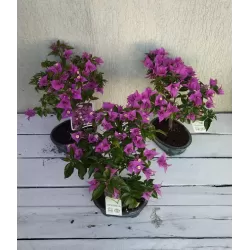 Egzotiniai augalai internetu