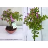 Bugenvilija bonsas - Bonsai Bougainvillea