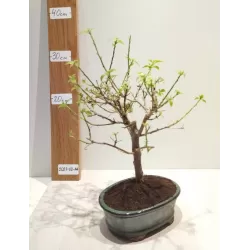 Bugenvilija bonsas - Bonsai Bougainvillea