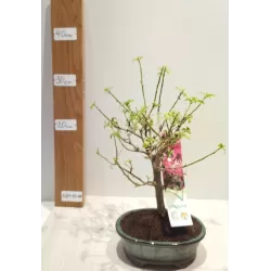 Bugenvilija bonsas - Bonsai Bougainvillea
