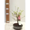 Bugenvilija bonsas - Bonsai Bougainvillea
