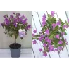 Bugenvilija - Bougainvillea glabra SABINA
