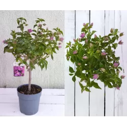 Bugenvilija - Bougainvillea glabra SABINA
