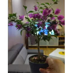 Bugenvilija - Bougainvillea glabra SABINA