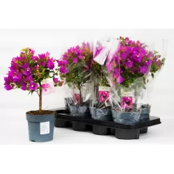 Bugenvilija - Bougainvillea glabra SABINA