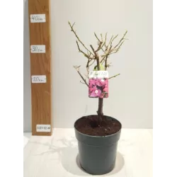 Bugenvilija - Bougainvillea glabra SABINA