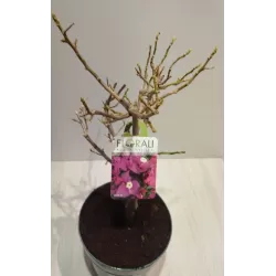 Bugenvilija - Bougainvillea glabra SABINA