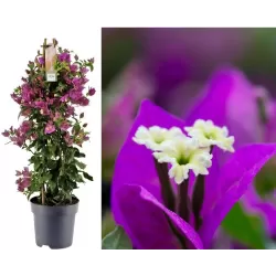 Bugenvilija - Bougainvillea glabra (klasikinė purpurinė)