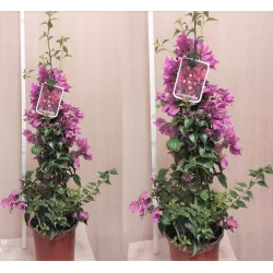 Bugenvilija - Bougainvillea glabra (klasikinė purpurinė)