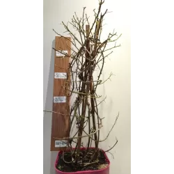 Bugenvilija - Bougainvillea glabra (klasikinė purpurinė)