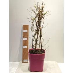 Bugenvilija - Bougainvillea glabra (klasikinė purpurinė)