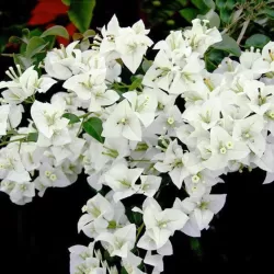 copy of Bugenvilija (balta) - Bougainvillea white 17Ø x1 (gyva foto 2022-04-25)