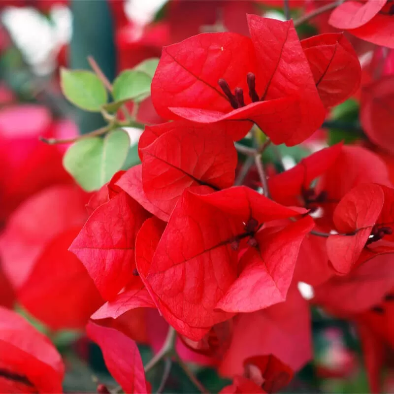 Bugenvilija - Bougainvillea glabra (raudona)