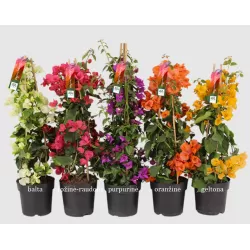 Bugenvilija - Bougainvillea PIRAMIDE RED (raudona)