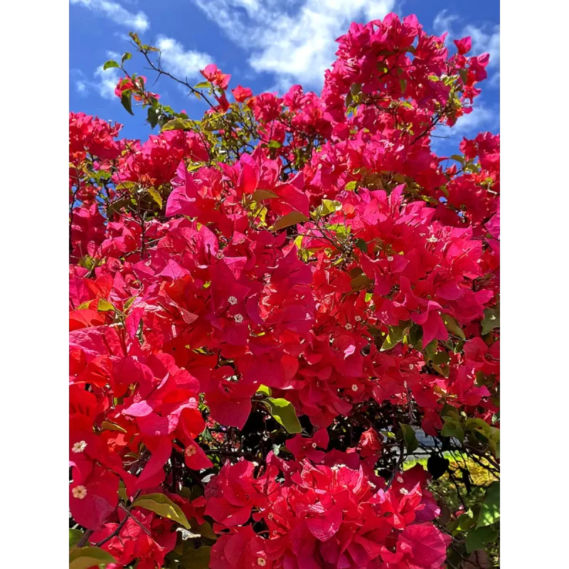 Bugenvilija - Bougainvillea PIRAMIDE RED (raudona)