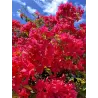 Bugenvilija - Bougainvillea PIRAMIDE RED (raudona)