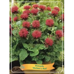 Monarda Herberts Red P11