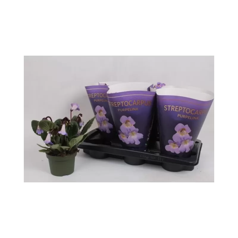 Streptokarpas - Streptocarpus PURPELINA